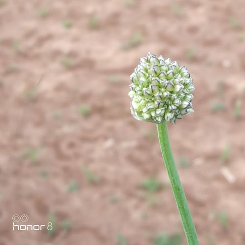 小蒜,即野蒜,也开花.