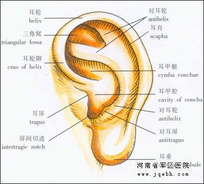 耳朵是怎样听到声音的?