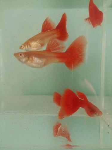 出售自家繁殖全红白子孔雀鱼