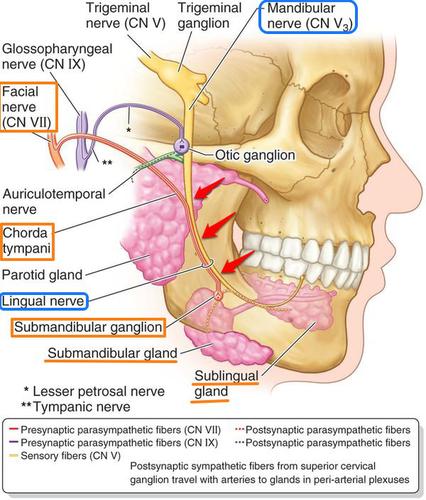 颜面神经 - 嘉应学院医学院解剖教研室