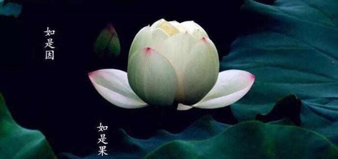 盲,聋,哑,残的因缘果报