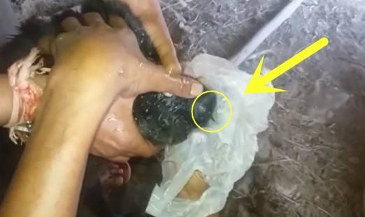 恐怖蚂蟥钻进狗狗的鼻孔拨不出来,幸亏主人使用这招才