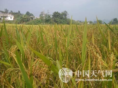 阳光助阵河池水稻收割忙21日河池转阴雨天