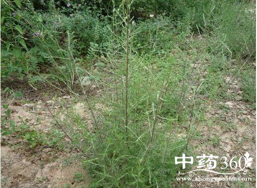 茵陈蒿汤功效清热利湿退黄 茵陈蒿汤处方