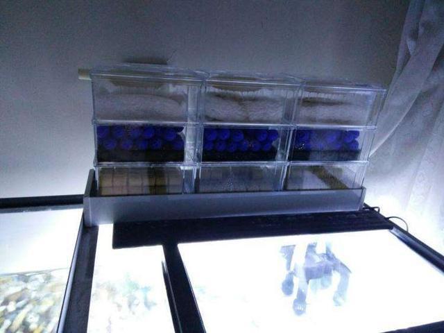 鱼缸生化滤材的摆放顺序,和物理过滤正好相反!