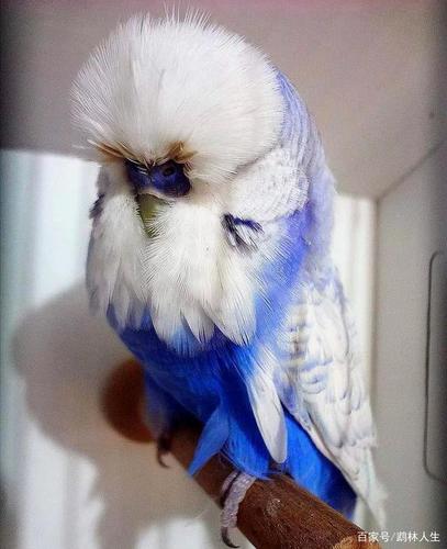 欧血鹦鹉美图欣赏