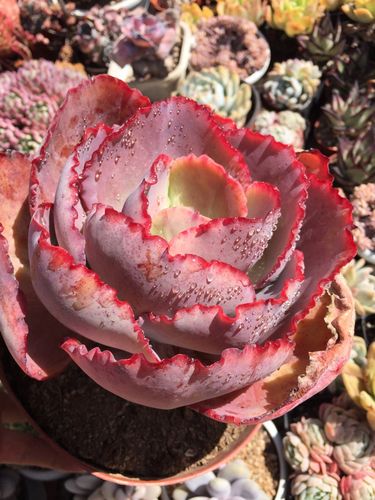 蓝色妖姬又叫法国皇后老桩多肉植物包菜三仙之一多肉植物