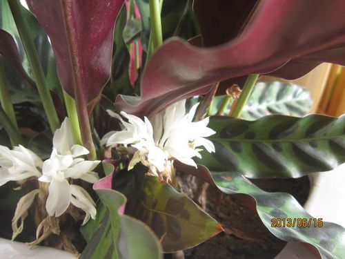 猫眼竹芋开花吗?