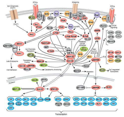 通路描述: mapk/erk 信号级联放大通过生长和分化中涉及的各种不同