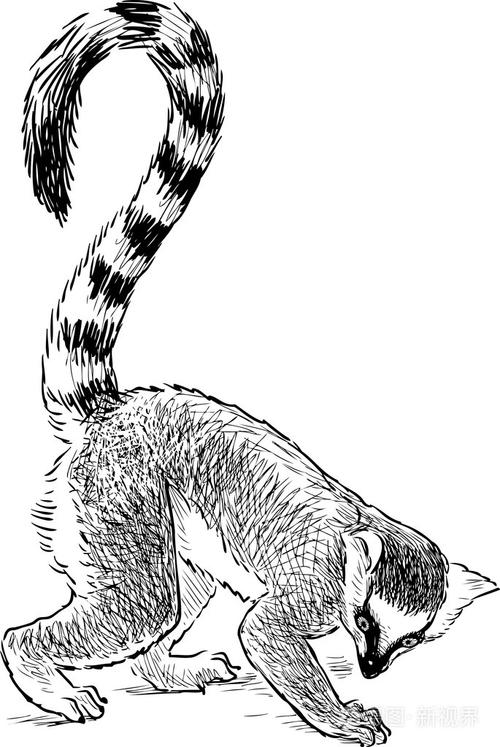 狐猴