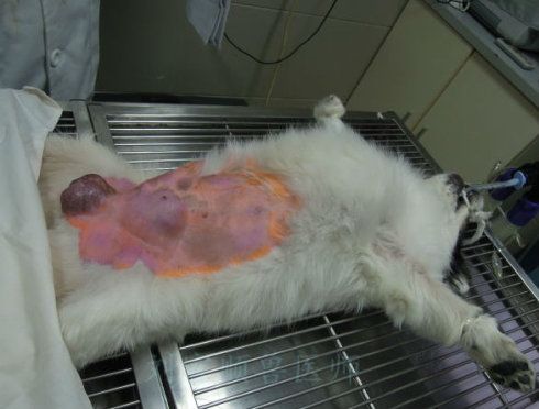 公狗也有腹股沟疝