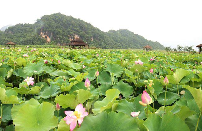 云南文山普者黑暑期旅游旺季到来
