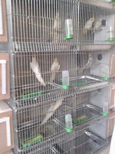 [转载]玄凤鹦鹉简介——邢台多特鹦鹉养殖基地