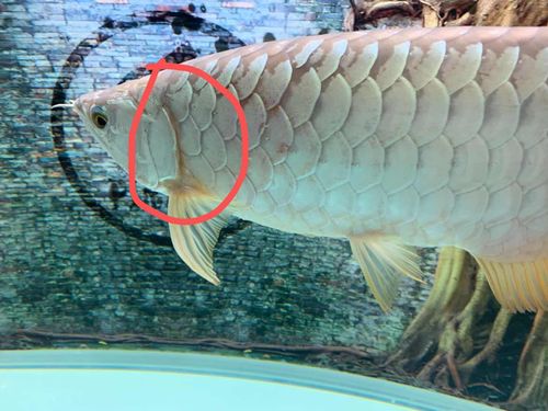 自己操刀:龙鱼翻鳃手术-烧鳞篇