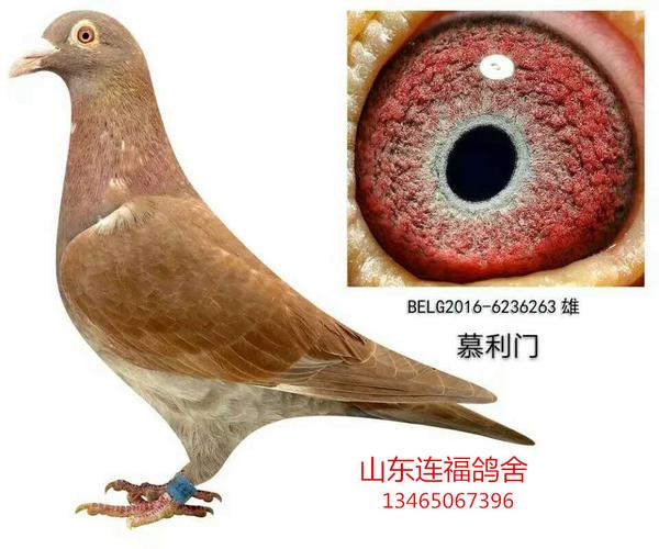 慕利门原舍 - 山东连福鸽舍