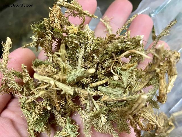 "之称,叶子呈线形如同狮子的尾巴那部分,有的地方甚至直称它为狮子草