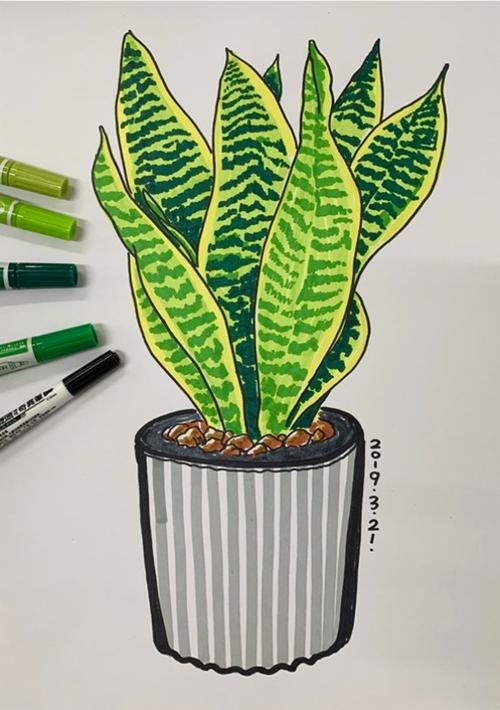 b绘画～蹈6课:写生虎皮兰