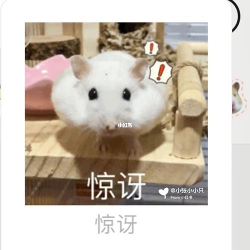 仓鼠表情包_仓鼠_表情包_仓鼠日常_素材_表情包