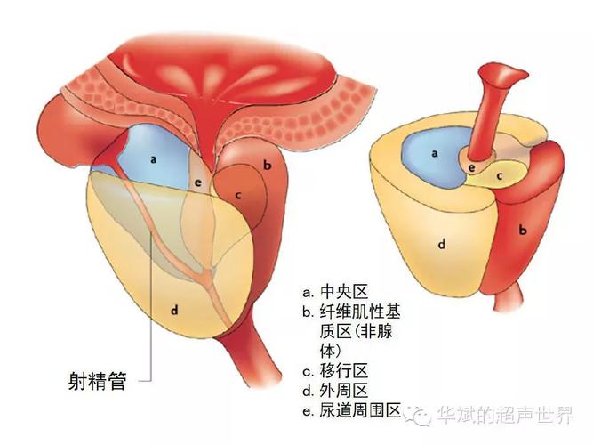前列腺是怎样肥大的