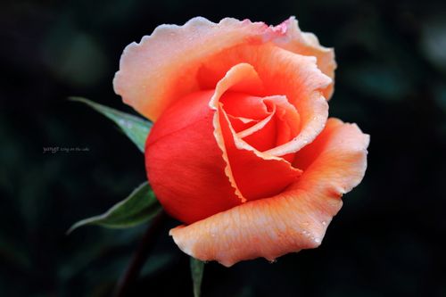 月季花