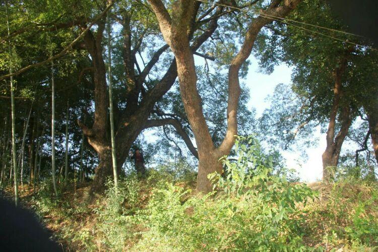 后山上好多杞木树,村子的命命由此而来