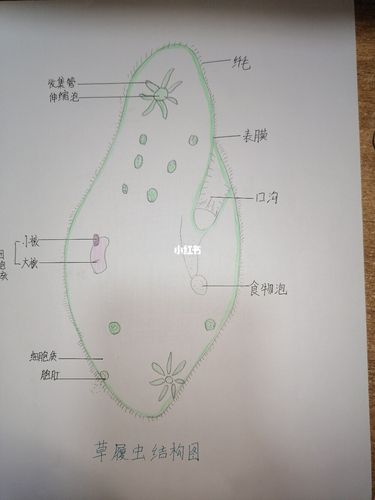 七年级上册生物结构图_七年级上册生物笔记_教育_中学