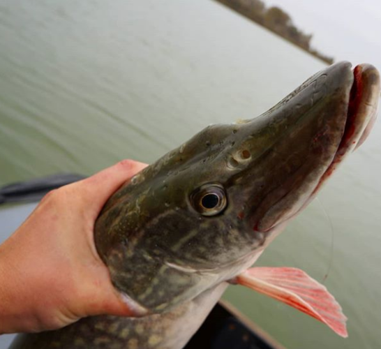 狗鱼图片(狗鱼多少钱一斤)