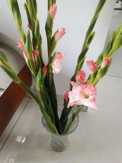 花瓶中装水,我把剑兰插在水中