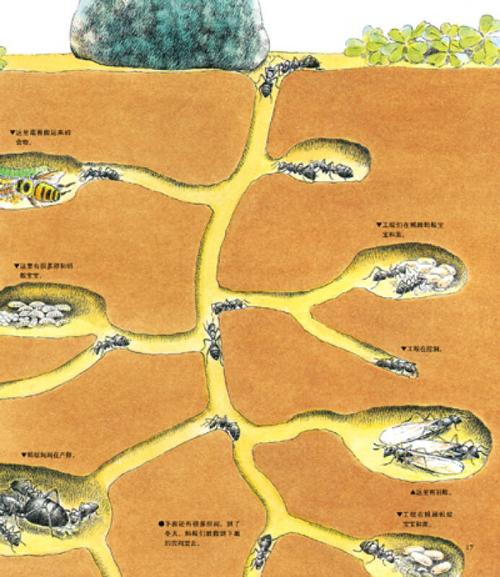 最美的法布尔昆虫记:地下王国统治者蚂蚁