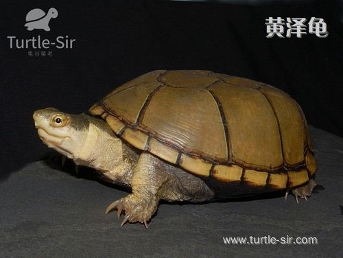 黄泽龟,黄泽蛋龟,黄泥龟,黄泥蛋龟的品相如何养成