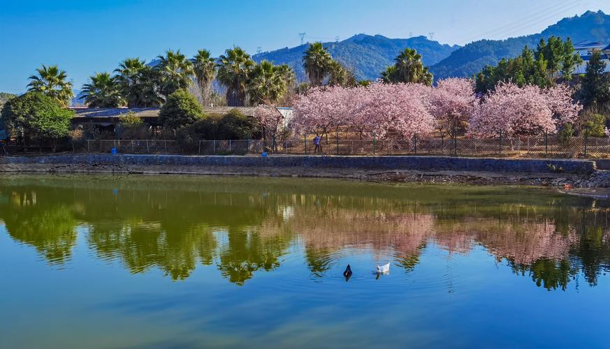 龙台山,"樱"你而美