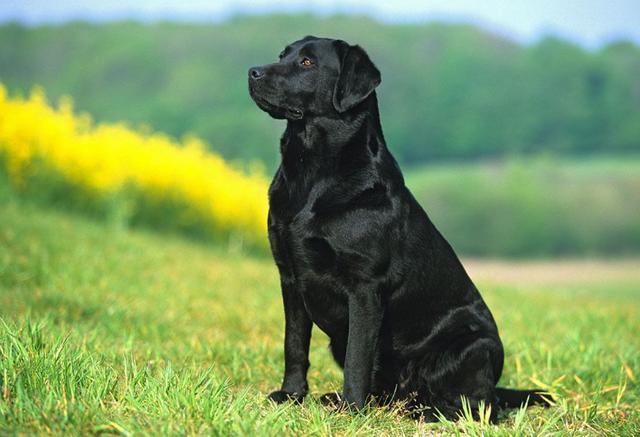 拥有神秘黑色的狗狗你都见过吗