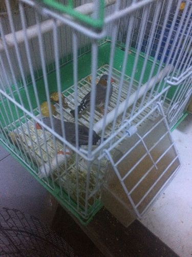 珍珠鸟下蛋之后多久可以浮出小鸟?