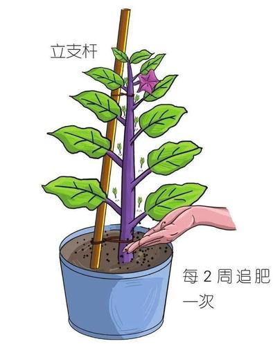 第3步 为了让茄子植株更好地生长,当果实长到10厘米左右的时候,即可用