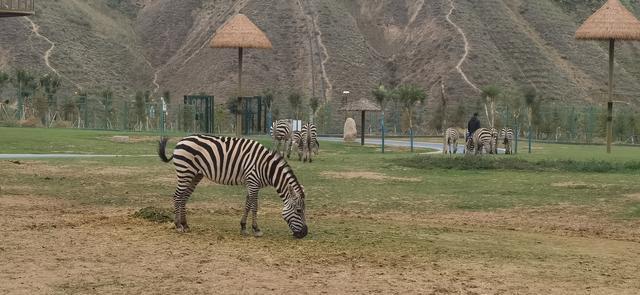 兰州野生动物园严格实行限流预约错峰游览