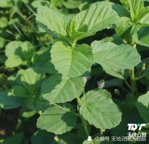 图1:补骨脂原植物(图片来源:天地云图中药产业大数据)