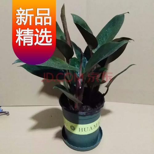 发】【吸毒王】大叶金钻绿公主四季常青吸甲醛植物室内外绿植盆栽花卉