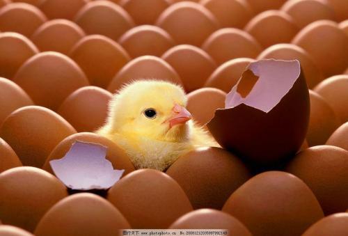 鸡蛋怎么孵小鸡
