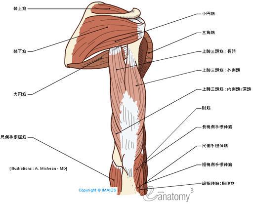 绘图       人体解剖图:手臂肌肉 - 后视解剖图解       肩胛骨解剖图