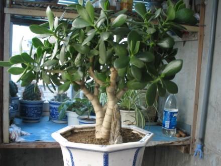 景天树 - 百度百科