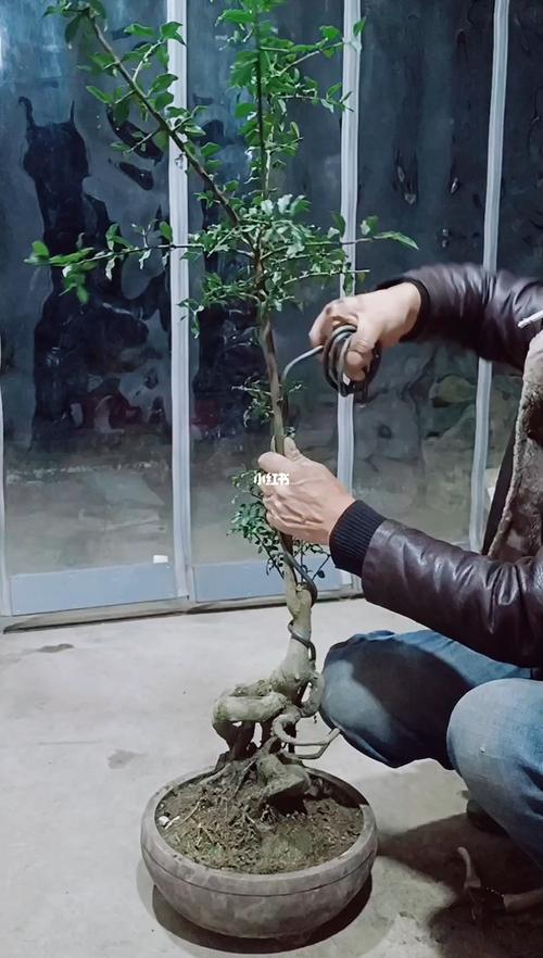 金弹子造型修剪_家居家装_家居装饰_花艺