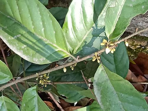 杜茎山(山桂花)