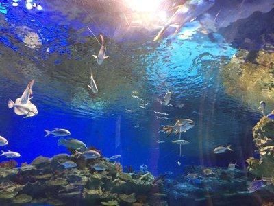 成都的海洋世界,炎炎夏日首选之地,多样的海洋动物是