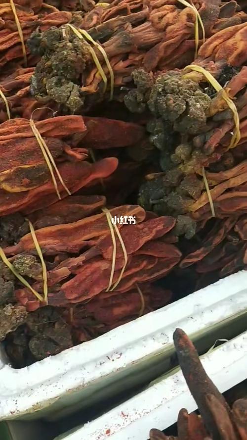 野生回春草: 1,补肾壮阳,性功能障碍.2,腰膝冷痛,四肢