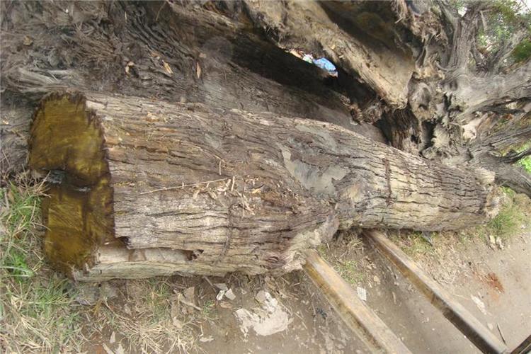 乌木又称阴沉木,是楠木,红椿,麻柳等树木因自然灾害埋入淤泥中,在