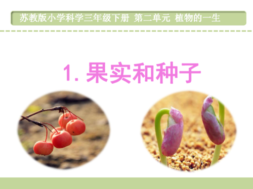 三年级下册 第二单元 植物的一生 1果实和种子        课件25张ppt