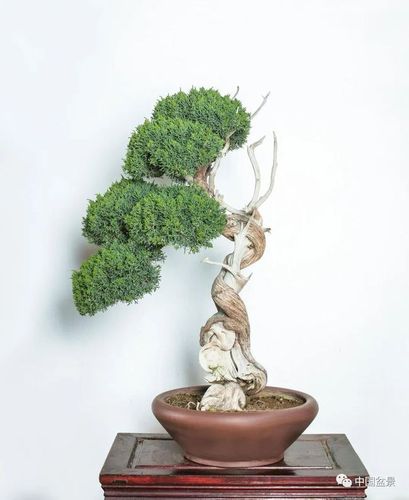 柯孝仁:岁月喂养风雅——读崖柏盆景《千姿百态》