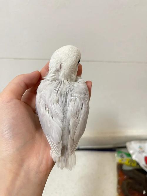 「牡丹鹦鹉雏鸟」紫澳闪 萌萌哒_鹦鹉_牡丹_牡丹鹦鹉紫伊莎_宠物_宠物