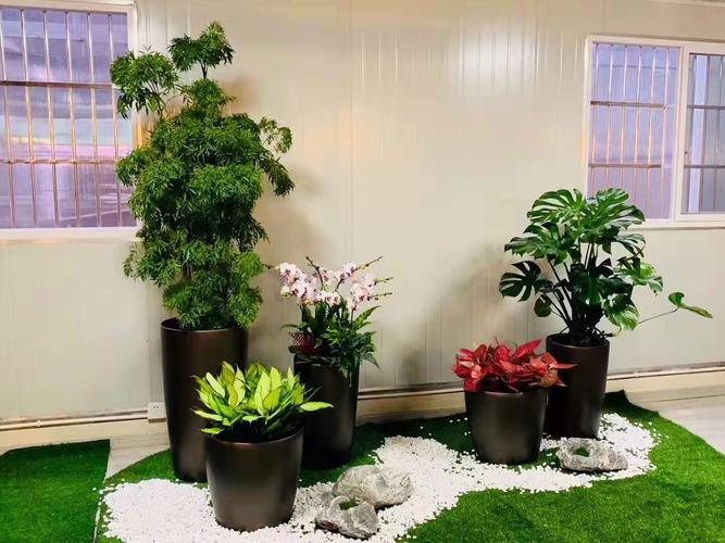 杭州植物租赁,杭州花卉租赁,杭州绿植租摆,杭州花木