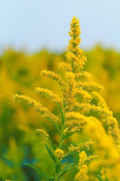 专家:黄莺花不是"加拿大一枝黄花"